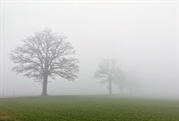 Rüderswiler Eichen im Nebel: Gefaltete...