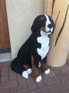 Hund