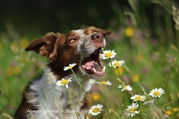 Hundefotoshooting  - Natur - jede Jahreszeit