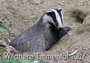 Wildtiere Emmental-Kalender 2027