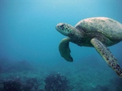 Green Sea Turtle - Leinwand